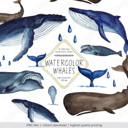 Whale Clipart, Ocean Clipart, Ocean life Blue whale Sperm Whale clip art  Watercolor Clipart Sea animals Hand Painted PNG Commercial Use