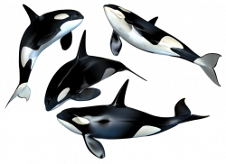 Killer Whale PNG Stock by Roy3D on DeviantArt