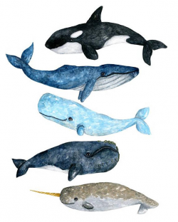 Watercolor whale, watercolor whale clipart, whale clipart ...