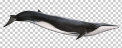 Fin Whale Sperm Whale Blue Whale Humpback Whale PNG, Clipart ...