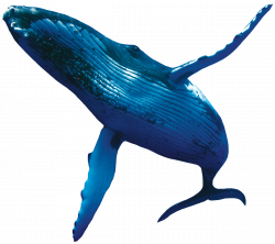 Humpback Whale Clipart | ClipArtHut - Free Clipart