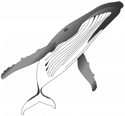 Humpback whale Killer whale Clip art - Sharks grayscale 2529*2340 ...