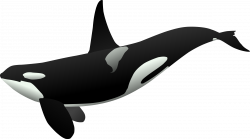 Killer Whale Clipart strong - Free Clipart on Dumielauxepices.net