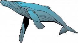 Blue Whale Clipart#4339660 - Shop of Clipart Library