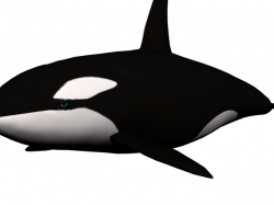 Killer Whale PNG Transparent Images 8 - 600 X 455 | carwad.net