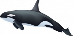 Killer Whale Clipart & Look At Clip Art Images - ClipartLook