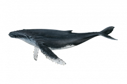 Humpback Whale | NOAA Fisheries