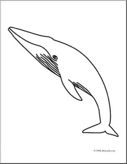 Clip Art: Whale: Blue Whale (coloring page) I abcteach.com ...