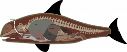 Orcinus orca skeleton - Поиск в Google | Orcinus orca Косатка ...