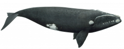 Right Whale PNG - PHOTOS PNG