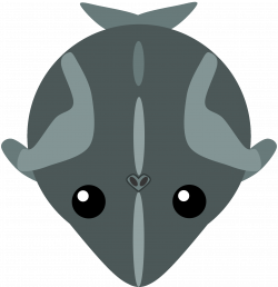 Minke Whale : mopeio