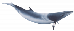 Minke Whale PNG - PHOTOS PNG