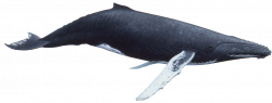 Whale - QyGjxZ