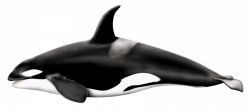 Killer Whale Left PNG - PHOTOS PNG