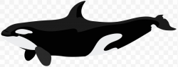 Killer Whale Dolphin Clip Art, PNG, 8000x3071px, Killer ...