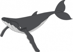 Whale Clip Art at Clker.com - vector clip art online ...