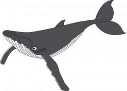 Humpback whale Sperm whale Clip art - Huge whale 1280*918 transprent ...