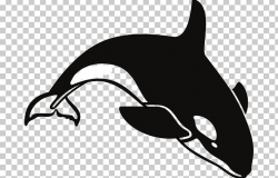 Killer Whale Shamu PNG, Clipart, Beluga Whale, Black, Black ...
