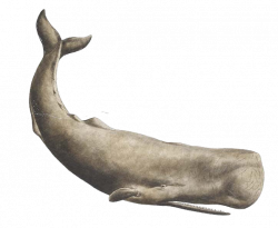 Whale PNG Transparent Whale.PNG Images. | PlusPNG