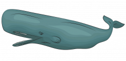 Sperm Whale clipart. Free download. | Creazilla