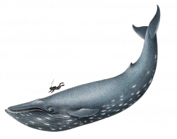 Humpback Whale Clipart | Clipart Panda - Free Clipart Images