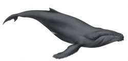 Free Cartoon Humpback Whale, Download Free Clip Art, Free Clip Art ...