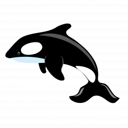 Killer whale Blue whale Clip art - Whale jumping vector ...