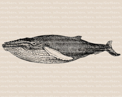 Whale Clip Art – Nautical Clip Art - Humpback Whale ...