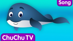 Blue Whale Nursery Rhyme | ChuChuTV Sea World | Animal Songs & Nursery  Rhymes For Children