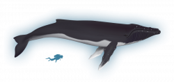 Humpback Whale Clipart bowhead whale - Free Clipart on ...