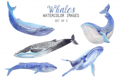 Watercolor Whales Clipart ~ Illustrations ~ Creative Market