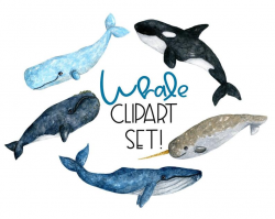Watercolor whale, watercolor whale clipart, whale clipart, watercolor whale  digital download, orca whale clipart, blue whale clipart, ocean
