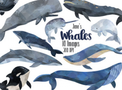 Watercolor Whales Clipart