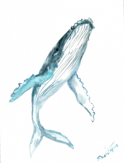 Humpback whale Drawing Watercolor painting Clip art - blue whale 564 ...