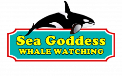 Media | Sea Goddess Whale Watching