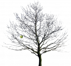 Bare Apple Tree PNG Transparent Bare Apple Tree.PNG Images. | PlusPNG