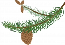 Clipart - fir branch with cones