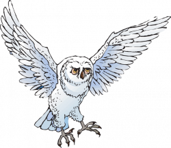 28+ Collection of Snowy Owl Clipart | High quality, free cliparts ...