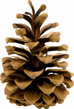 28+ Collection of Pine Cone Image Clipart | High quality, free ...