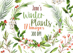 Watercolor Winter Plants Clipart - Christmas Wreath Clipart - Instant  Download - Holly - Pine - Winter Clipart - Christmas Clipart