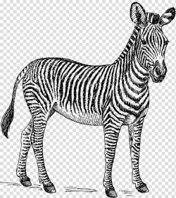 Zebra Black and white Free content , zebra transparent ...