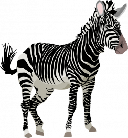 Zebra clipart wild animal - Pencil and in color zebra clipart wild ...