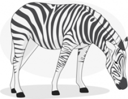 Search Results for Zebra - Clip Art - Pictures - Graphics ...