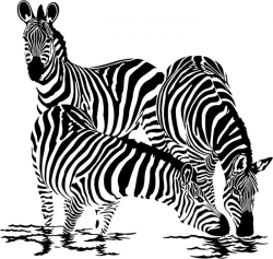 Gallery For > Zebra Drinking Water Drawing | zoe | Zebras ...