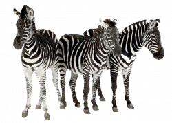 artwork on zebras - Google Search | ZEBRAS & All things | Pinterest