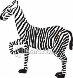 Zebra With Front Leg Up - Royalty Free Clipart Picture