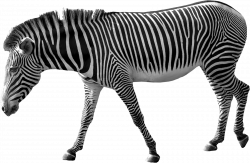 Zebra PNG | Animal PNG | Pinterest | Tattoo