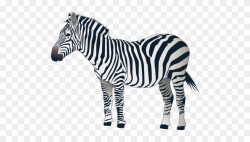 Zebra Clipart grey 3 - 840 X 480 Free Clip Art stock ...
