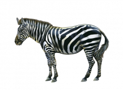 Png Zebra by Moonglowlilly | Clip Art | Pinterest