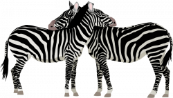 Zebras | Free Stock Photo | Illustration of zebras | # 14361